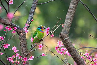 bird perched over pink petaled flowers