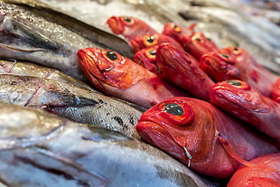selective focus photography of pile of red and grey fish