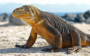 brown and yellow Iguana on white sand HD wallpaper