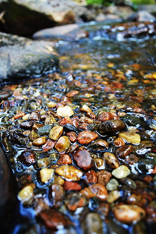 brown pebbles, summer, water, stones