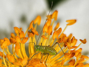 green Cricket on yellow flower closeup photography, rose