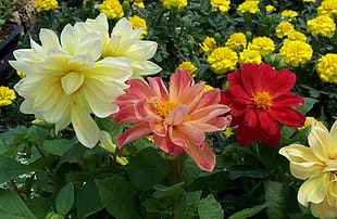 red, pink, and yellow petaled flowers at daytime