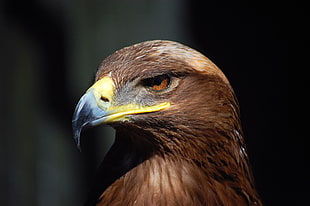 brown eagle, steppe eagle HD wallpaper
