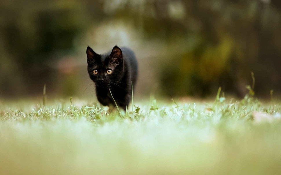 black cat, cat, animals HD wallpaper
