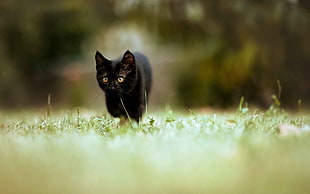 black cat, cat, animals