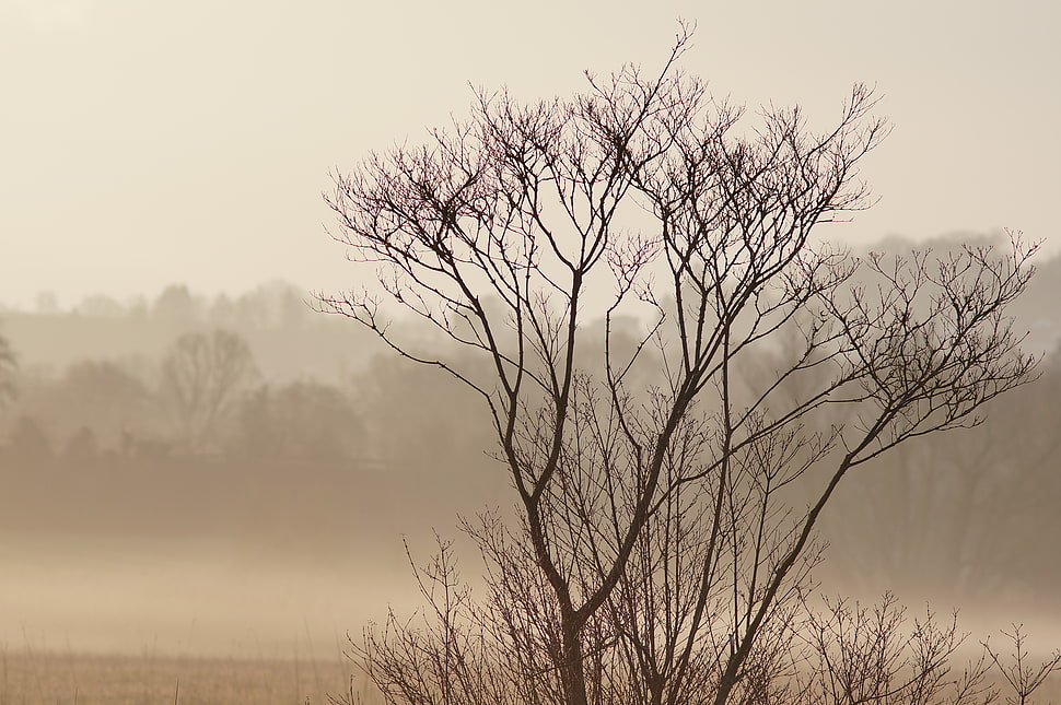 bare tree on gray sand ground during daytime HD wallpaper