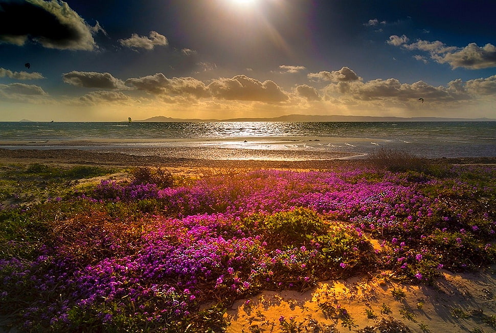 pink flower field near sea, beach, flowers, clouds, sea HD wallpaper