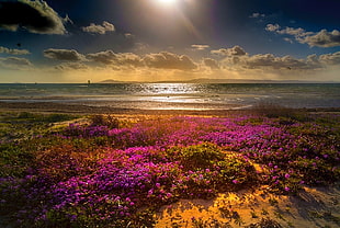 pink flower field near sea, beach, flowers, clouds, sea HD wallpaper