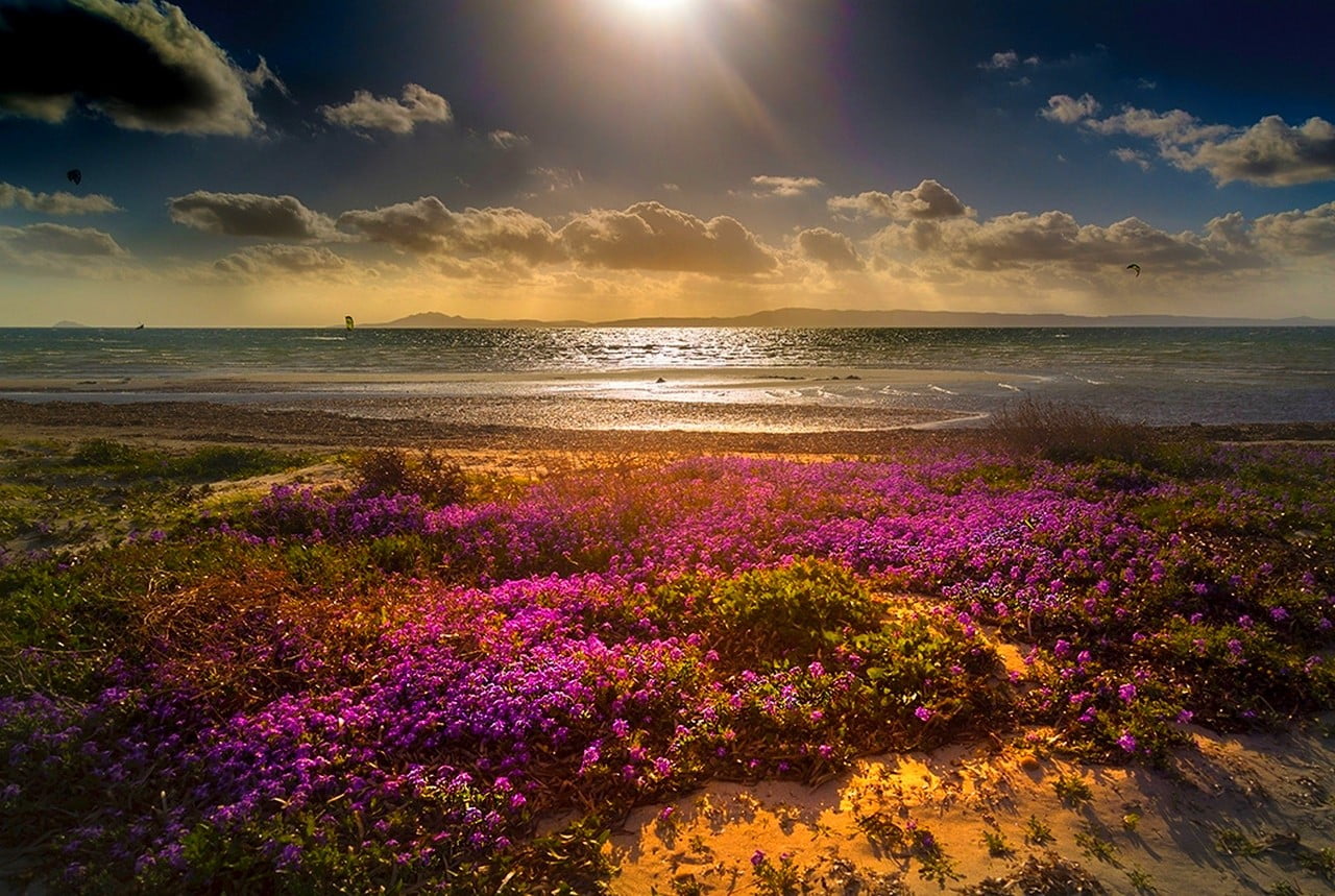[Image: beach-flowers-clouds-sea-wallpaper.jpg]