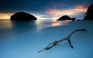 brown tree twig, nature, landscape, beach, island HD wallpaper