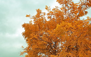 orange leaves tree HD wallpaper