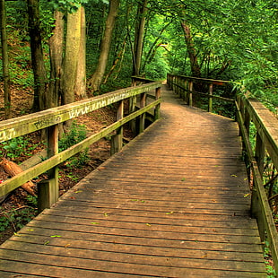 empty wooden footbridge in the middle of woods, toronto HD wallpaper