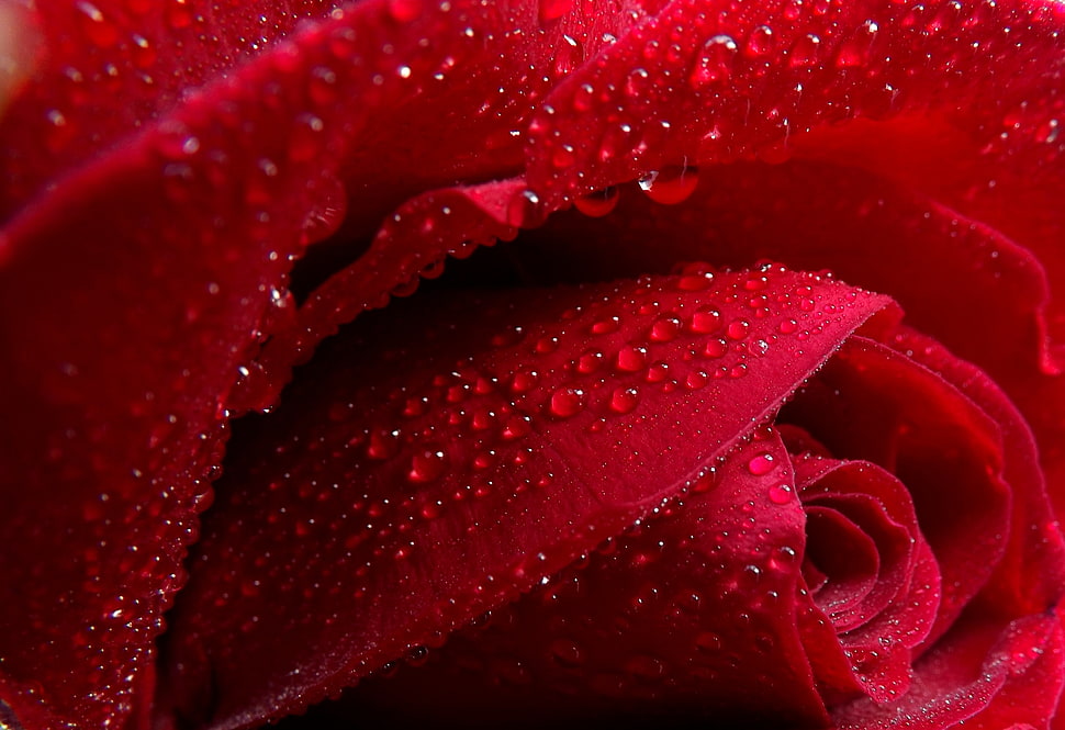 red rose HD wallpaper