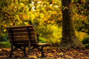 brown wooden bench, trees, fall, alone, bench