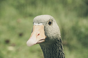 black goose, Goose, Bird, Beak
