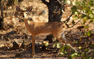 brown deer at daytime