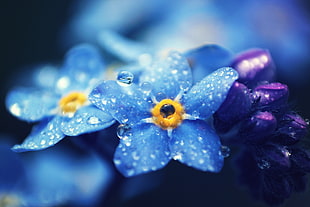 blue flowers with dew drops close up shot HD wallpaper