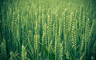 closeup photography of wheat field