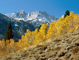 yellow leaf trees with mountains in the background