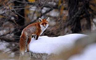 orange fox in snow