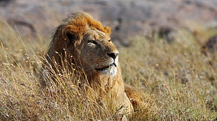 lion behind grass