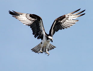 white and black flying eagle under clear blue sky