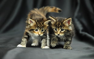 selective focus photography of two Dragon Li kittens