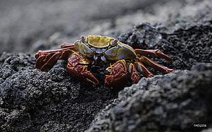 close photography of crab