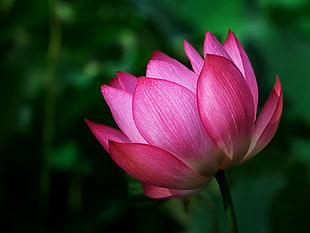 macro photography of pink Lotus