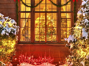 window showing lighted Christmas tree inside