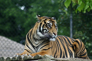 depth of field photography of tiger lying on wooden surface
