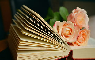 orange Rose flower on book