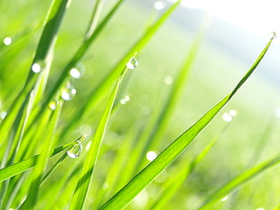 water drops on green grass leaves shallow focus photography