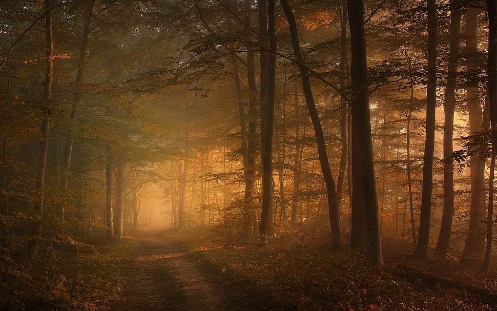 nature, landscape, path, mist HD wallpaper