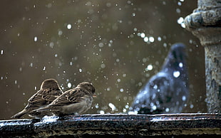shallow focus of two brown birds on a fountain