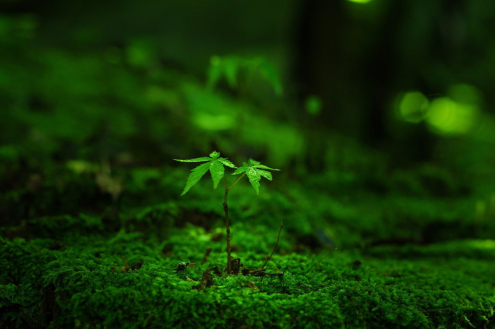 green and red leaf plant, macro, moss, grass, plants HD wallpaper