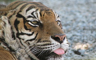 shallow focus photography of brown tiger