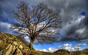 dead tree on mountain during day time HD wallpaper