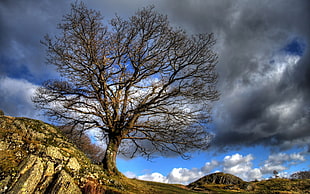 dead tree on mountain during day time