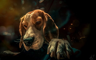 animals, photography, dog HD wallpaper