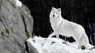 adult white arctic wolf, wolf, animals, nature, snow
