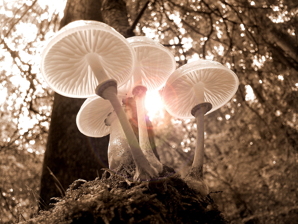 macro photography of white mushrooms during daytime HD wallpaper