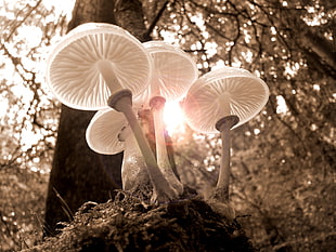 macro photography of white mushrooms during daytime