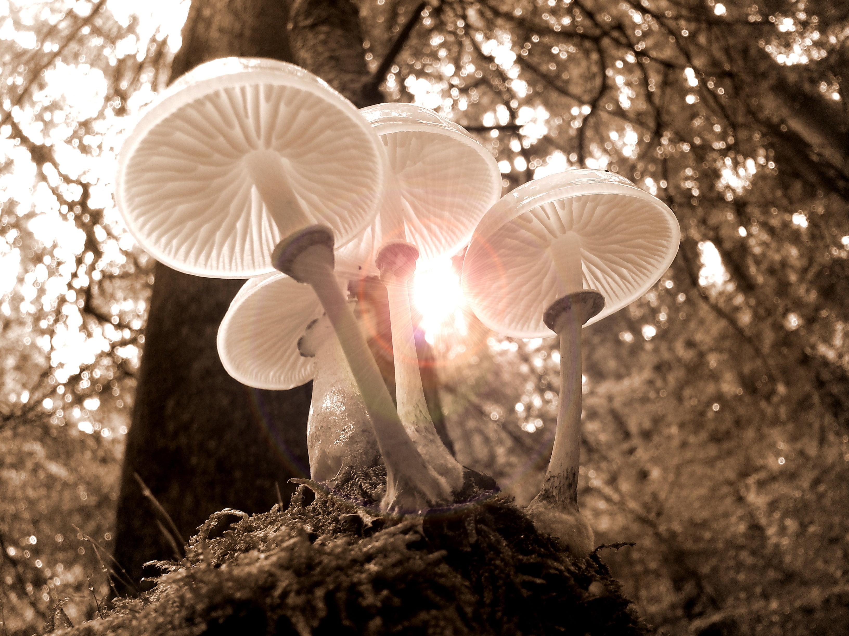 macro photography of white mushrooms during daytime