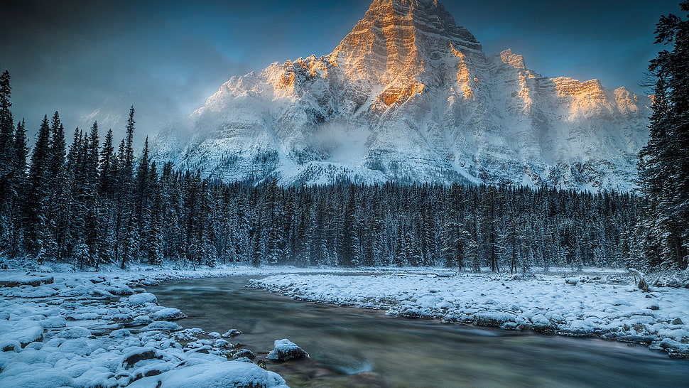 pine trees, mountains, forest, river HD wallpaper