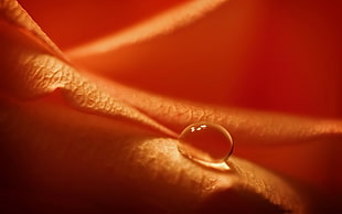 water droplet on orange leaf