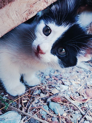 white and black kitten