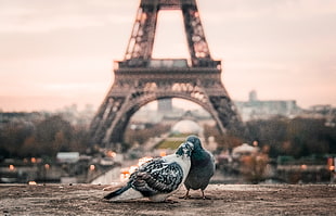 two pigeons photo