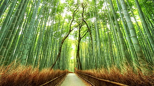 forest pathway painting, landscape, bamboo, path, Japan HD wallpaper