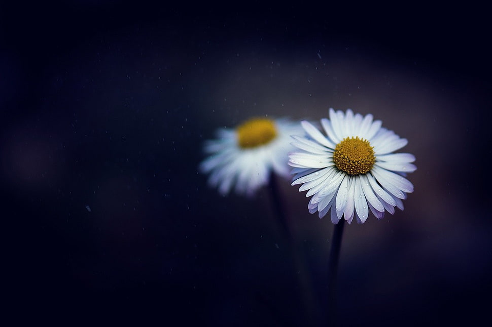 two white daisies, flowers, white flowers, depth of field, daisies HD wallpaper